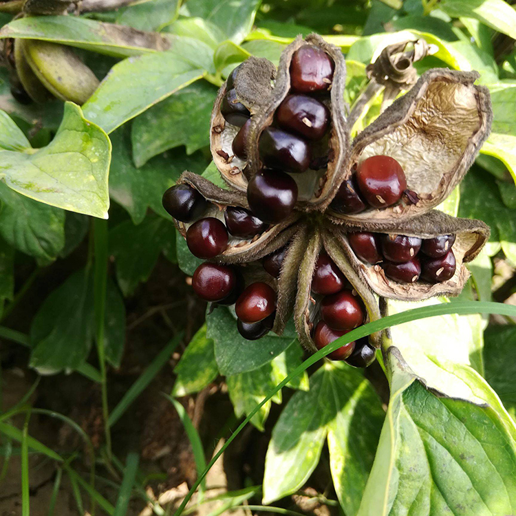 牡丹种子 鲜牡丹籽 批发价格优惠 药材种苗 种植厂家 药都亳州