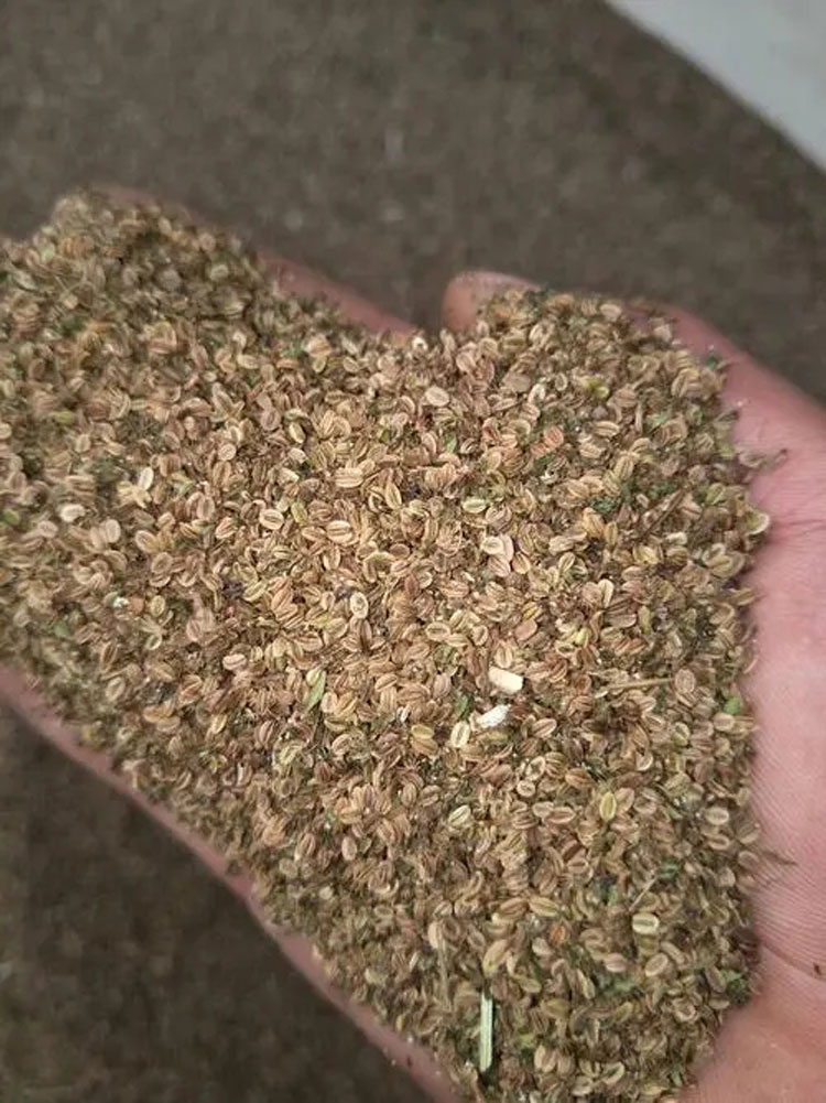 蛇床子种子种植价格 蛇床子种子种植 蛇床子种子价格 蛇床子每亩需要多少种苗 蛇床子每公斤多少钱