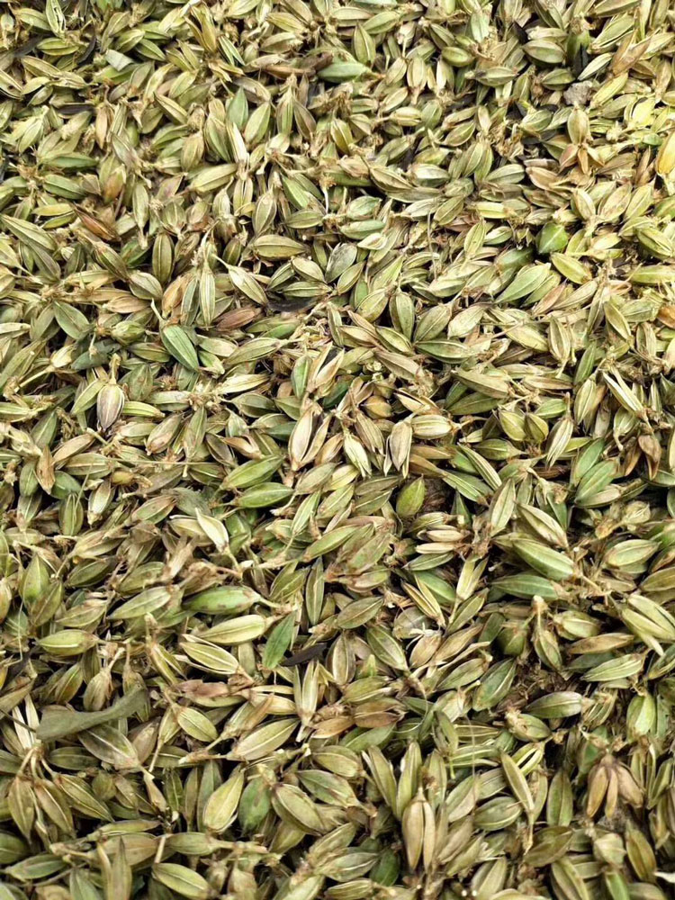 知母品质可靠 知母种植前景抗旱耐寒 知母瑞思药材种苗 知母供应批发 知母种子出芽率高量大价优