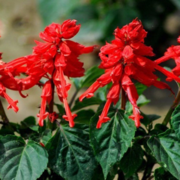 一串红花序修长  花坛点缀世纪红小苗  花海工程用苗