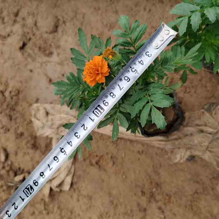 节日租摆草花孔雀草  孔雀草花海  时令草花观赏