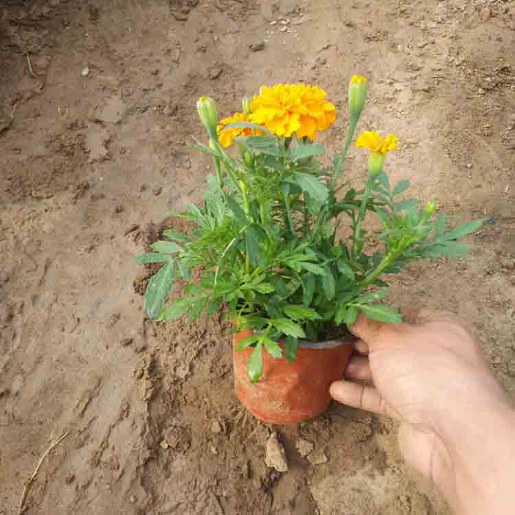 花坛点缀孔雀草  孔雀草杯苗  景观工程报价