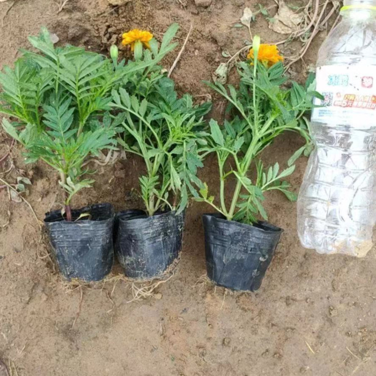  孔雀草景观工程报价  夏秋常用花卉   耐旱孔雀草花海设计
