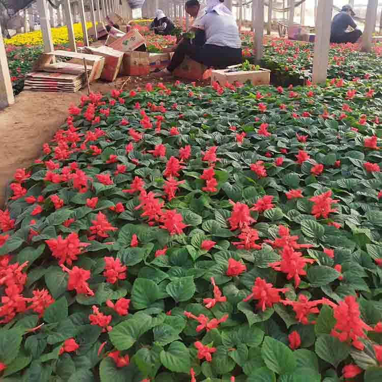 节假日租摆鲜花一串红  红花绿叶一串红  商场门口摆放花卉