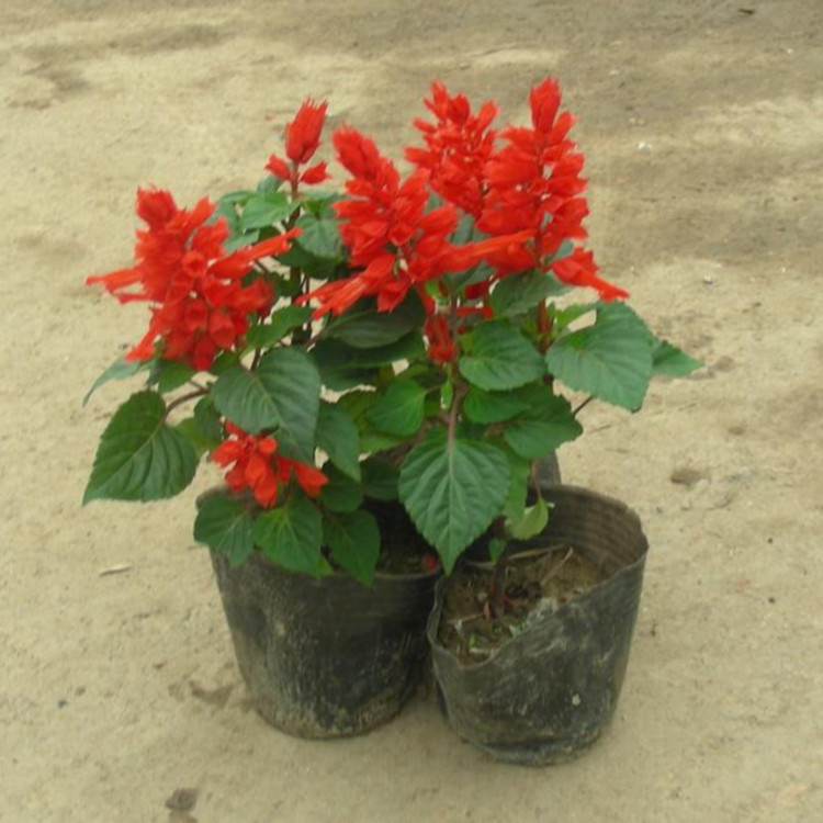 家庭观赏性花卉一串红  一串红基地  色红鲜艳花期长