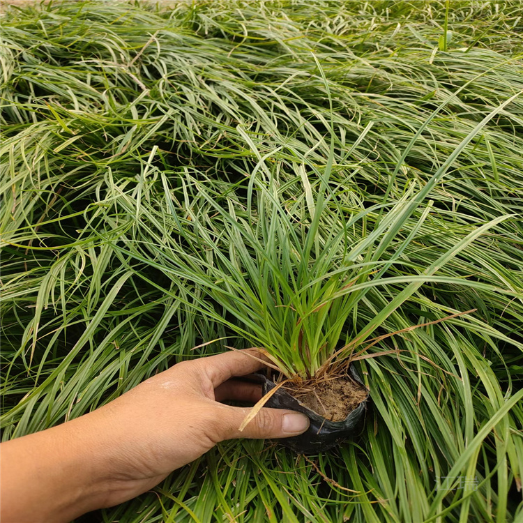 青州青绿苔草多芽 多种规格 青绿苔草种子培育 江瑞园艺
