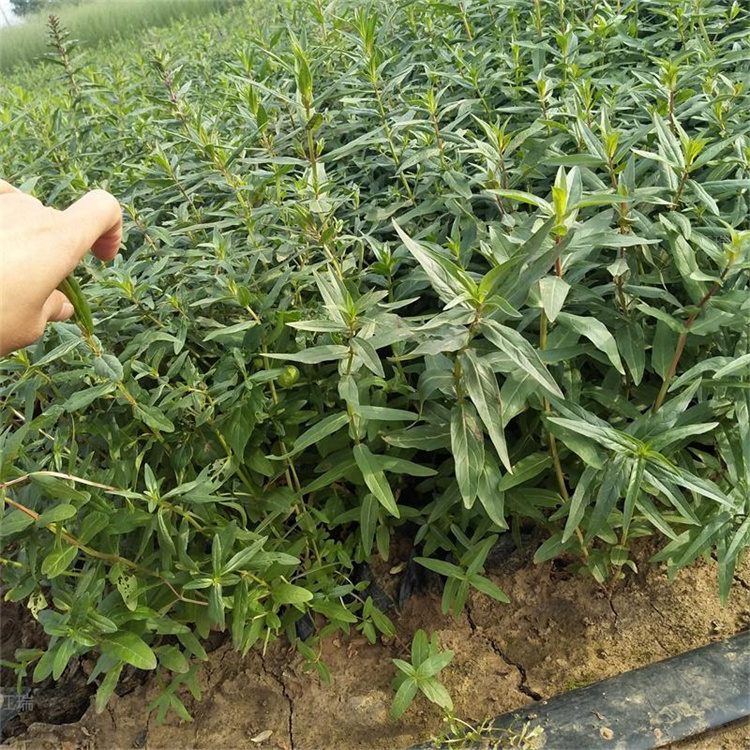 千屈菜公园种植 江瑞千屈菜采购供货 千屈菜种子 货源充足