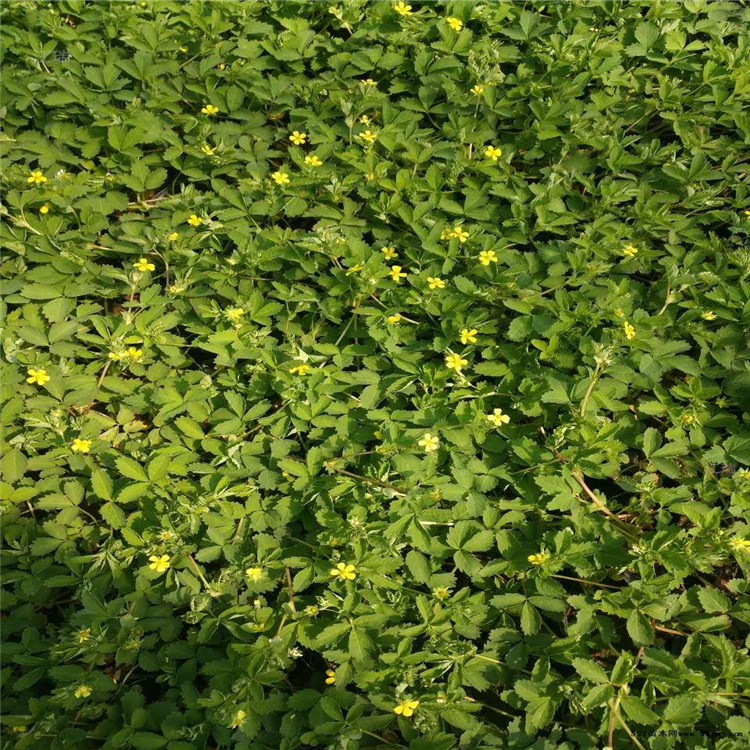 青州三叶委陵菜公园种植 三叶委陵菜移栽成活高 江瑞园艺欢迎来电