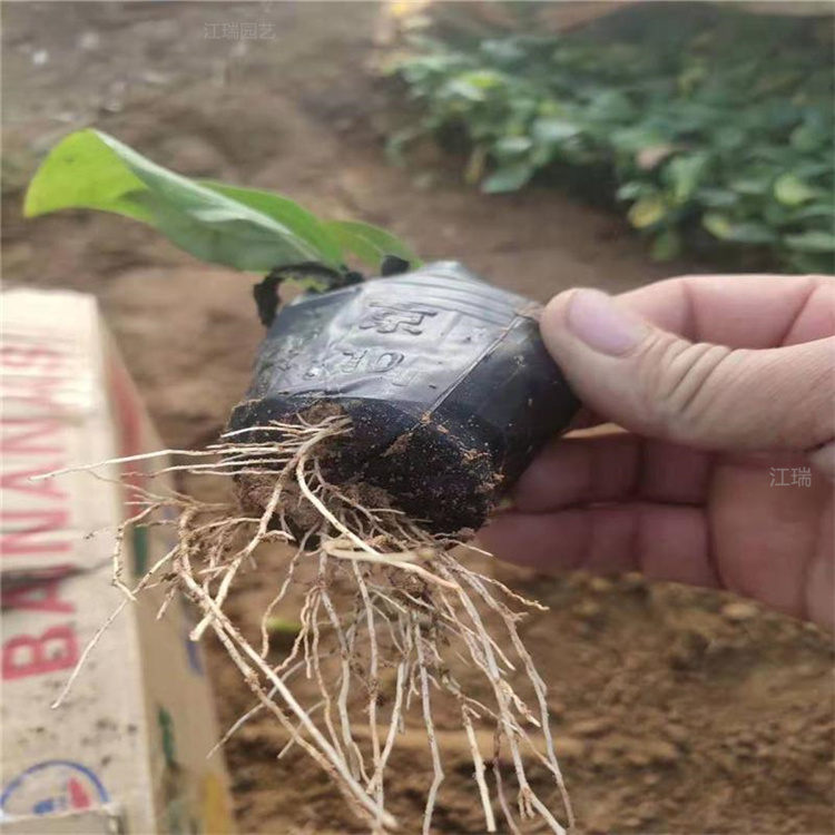 青州松果菊苗圃 松果菊盆栽花卉 移栽成活高 欢迎咨询江瑞园艺