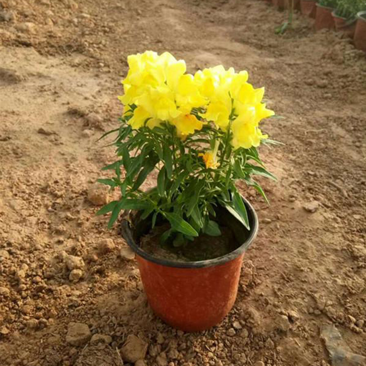 金鱼草供销 大量批发 金鱼草盆花 青州草花