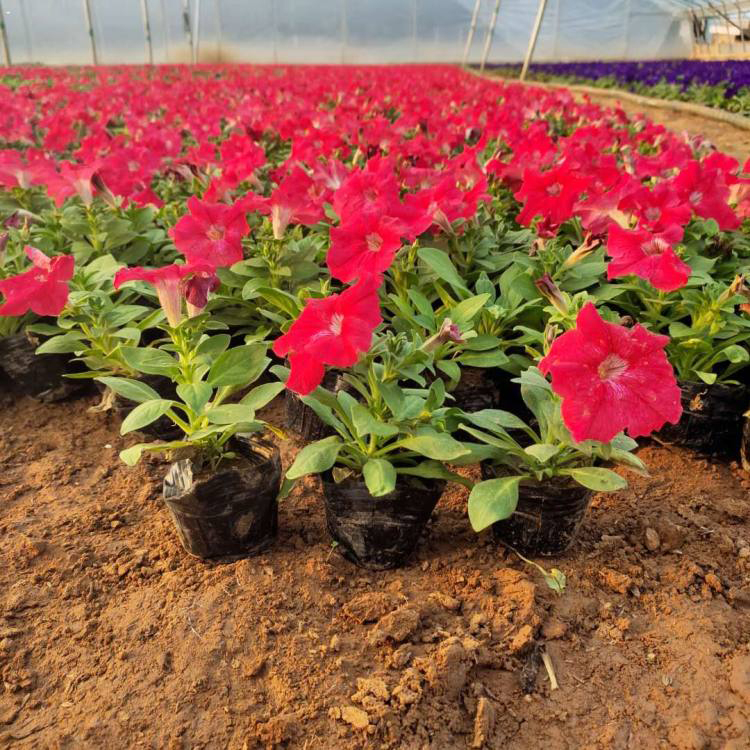 价格从优 观赏矮牵牛 矮牵牛基地 青州观赏草花