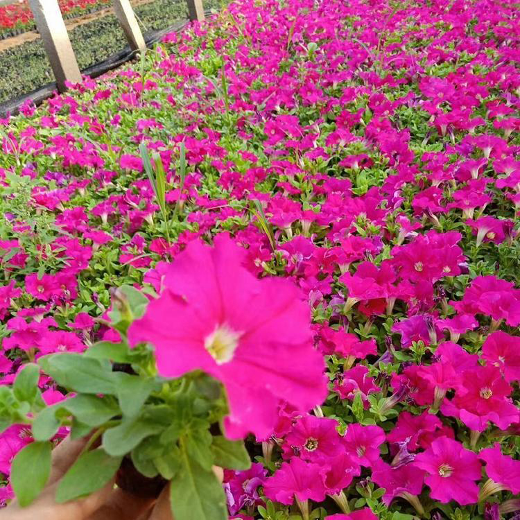 上盆矮牵牛 青州观赏草花 矮牵牛销售 价格合理