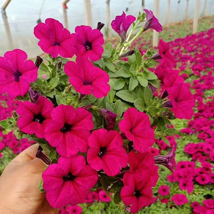 基地发货 上盆矮牵牛 矮牵牛供应商 山东草花