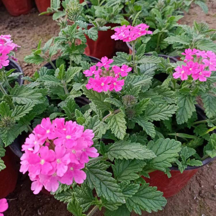 价格合理 美女樱小苗 山东草花基地 美女樱供货商