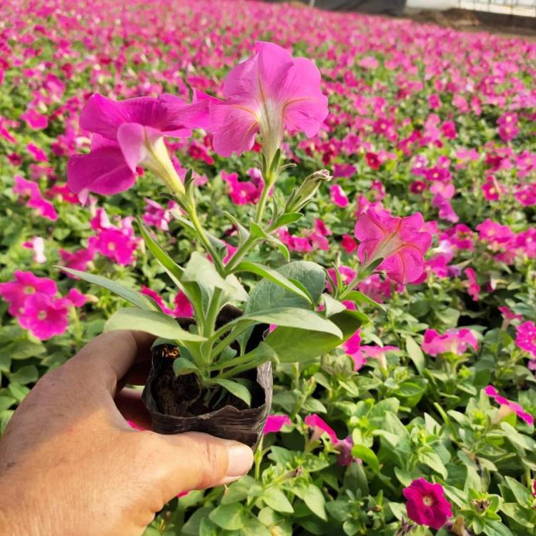 基地发货 观赏矮牵牛 矮牵牛种植基地 青州观赏草花