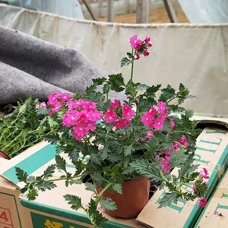 欢迎选购 上盆美女樱 青州草花苗 美女樱行情