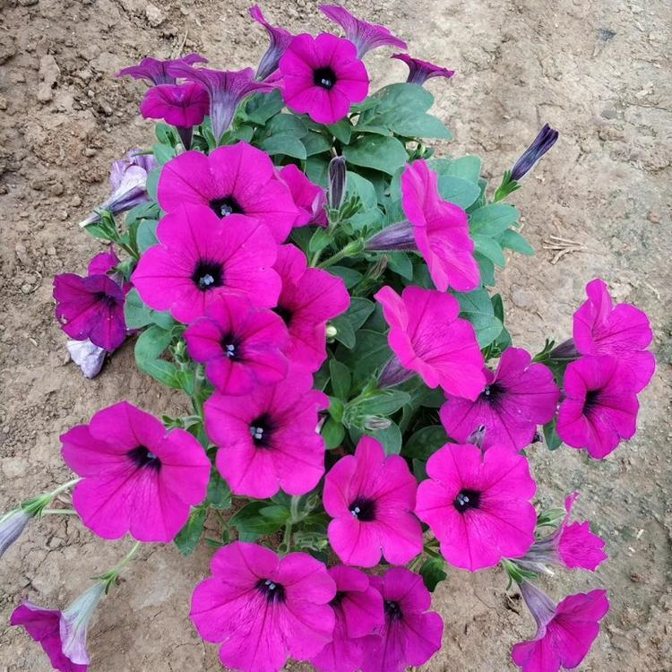 粉花矮牵牛 青州观赏草花 矮牵牛种植基地 基地发货