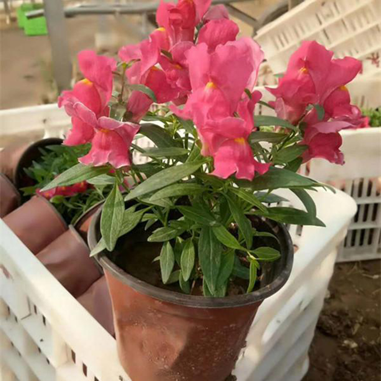 山东草花 龙口花 金鱼草供销 大量批发