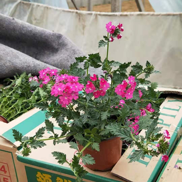 量大价优 草五色梅 花海观赏植物 美女樱小苗