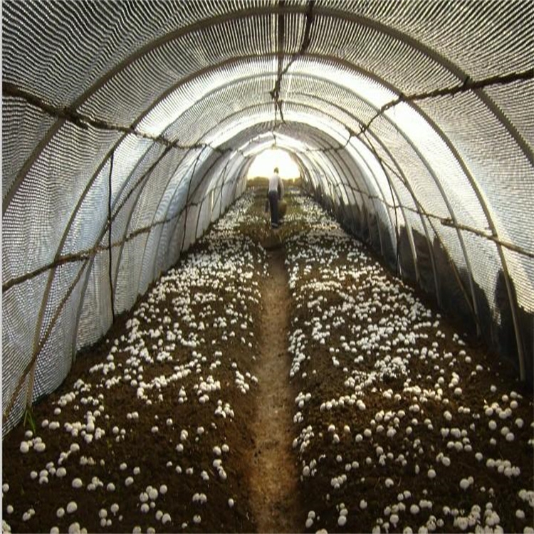 生态薄膜温室建造 连栋薄膜温室 薄膜温室菌菇培育