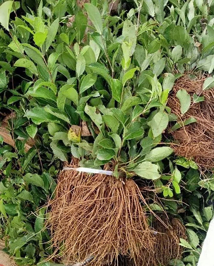 苍术市场紧缺价格高涨 常年培育北苍术 北苍术种苗繁育基地 北苍术量大优惠 北苍术种子苗