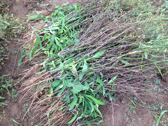 亳州中药材种苗种植基地黄柴胡 黄柴胡种植收益 黄柴胡一亩地多少钱 黄柴胡效益怎么样 黄柴胡种植市场价