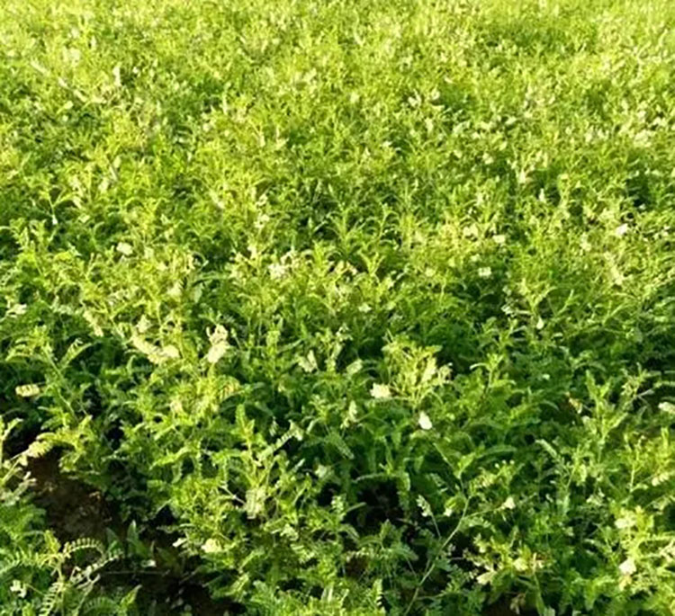 绵黄芪价格分析 绵黄芪种植商机 绵黄芪大宗品种 绵黄芪中药材种苗批发 绵黄芪抗旱耐寒包成活 亳州中药
