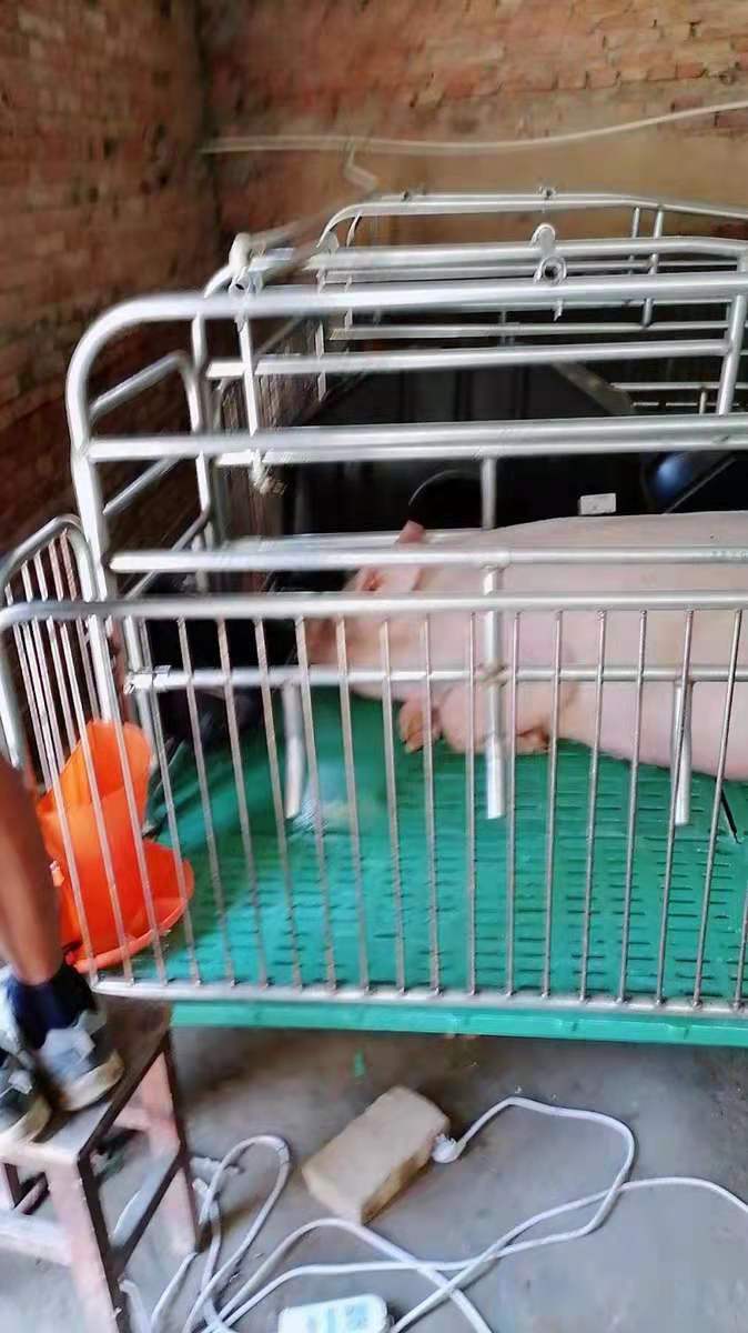 单双体母猪产床 全复合板母猪分娩床 产保一体仔猪保育床