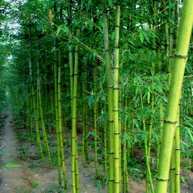 河南竹子品种齐全 竹子可成片可丛植 竹子四季均可种植
