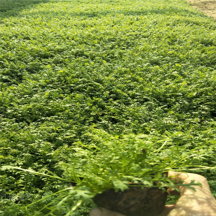 青州蓍草移栽成活高 蓍草采购供货 上车价 江瑞