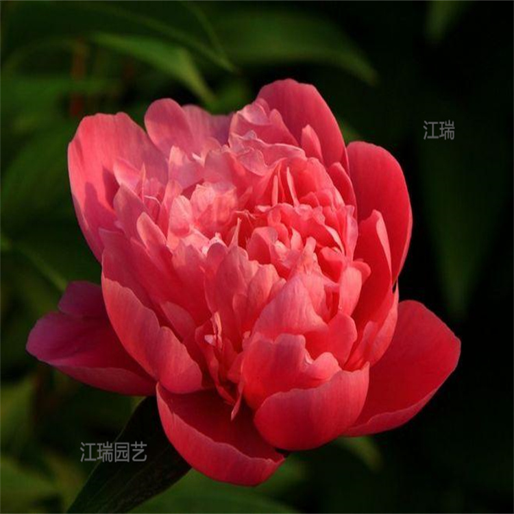 芍药公园种植 芍药多种花色 芍药花农直批 欢迎选购
