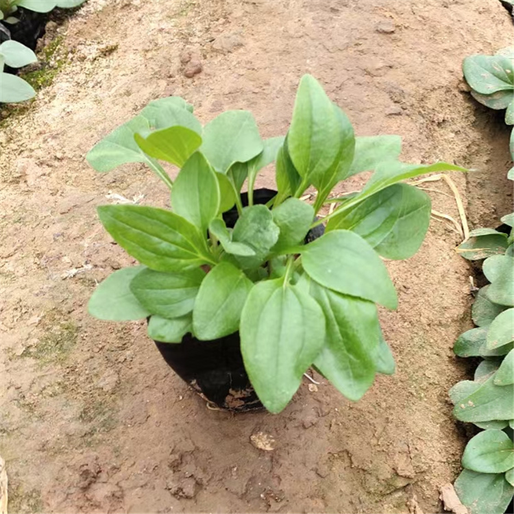 松果菊植株粗壮 松果菊景区花海系列 松果菊供应商现货