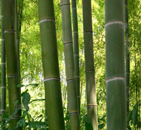 山东竹子植株较好 竹子成活高 江瑞竹子供应商现货