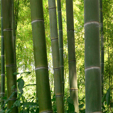 山东竹子植株较好 竹子成活高 江瑞竹子供应商现货