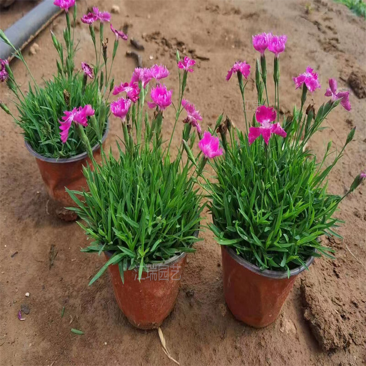 河南欧石竹花海种植系列 欧石竹花农直批 欧石竹自家苗圃有 江瑞园艺
