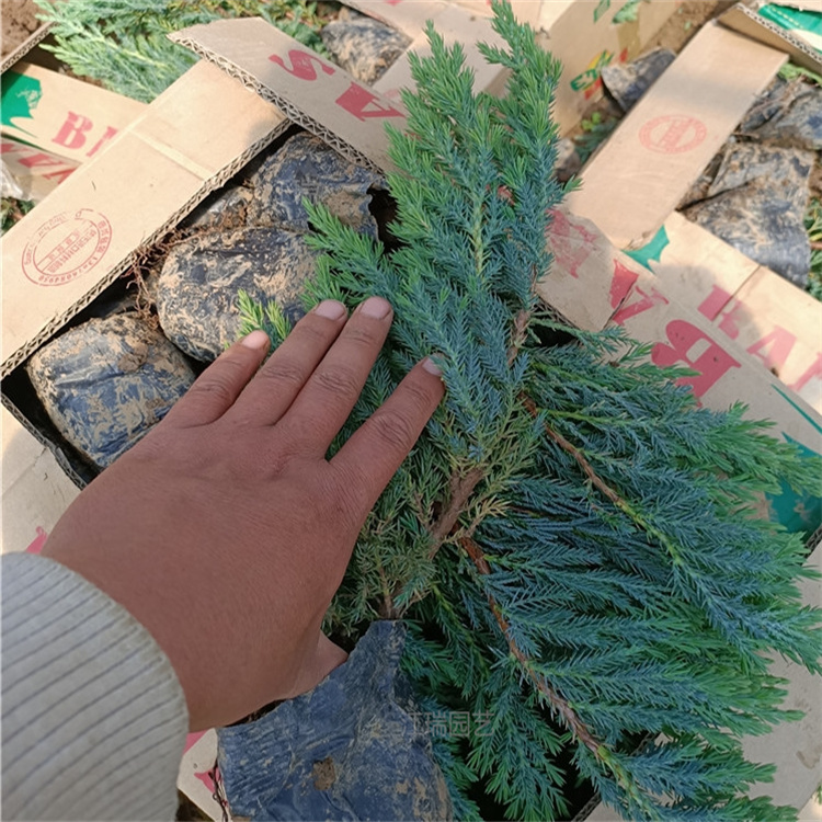 铺地柏移栽成活高 铺地柏种植地销售 山东铺地柏货源充足 欢迎选购