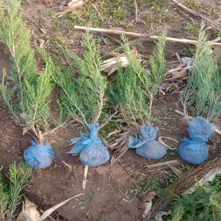 河南沙地柏多种规格 沙地柏种植地销售 沙地柏高度 养护简单 江瑞