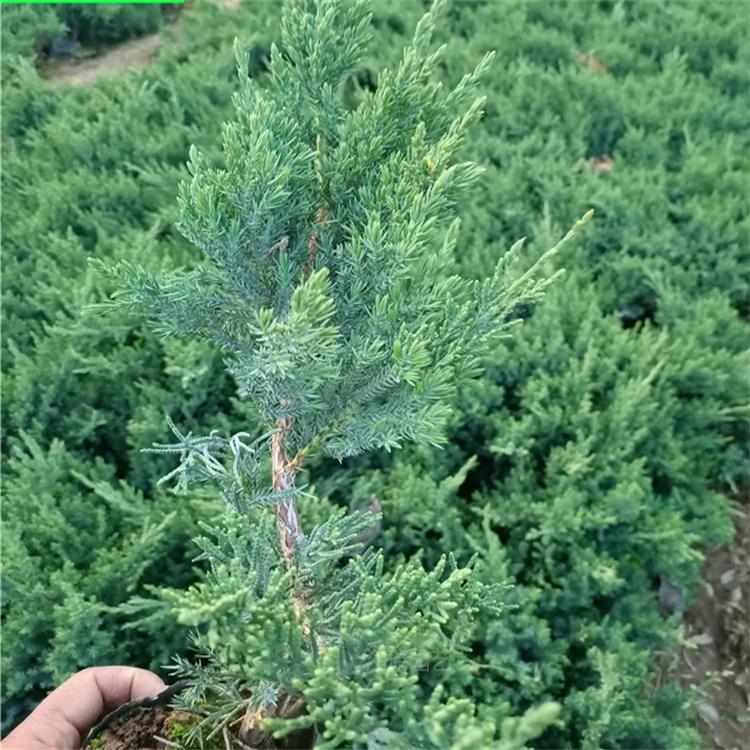 河南铺地柏植株粗壮 营养杯苗铺地柏现货上车价 铺地柏养护简单