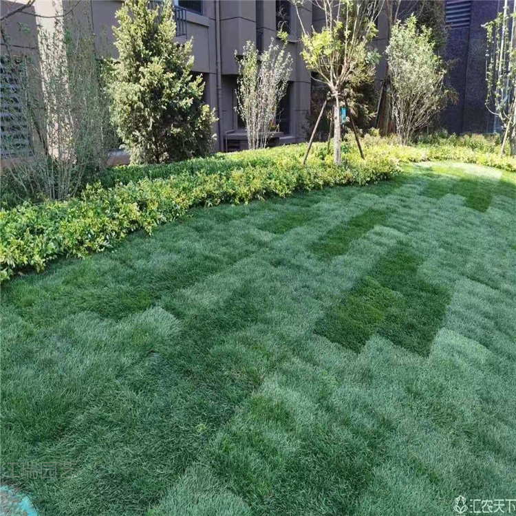 山东绿化草坪批发商 江瑞草坪移栽成活高 好管理