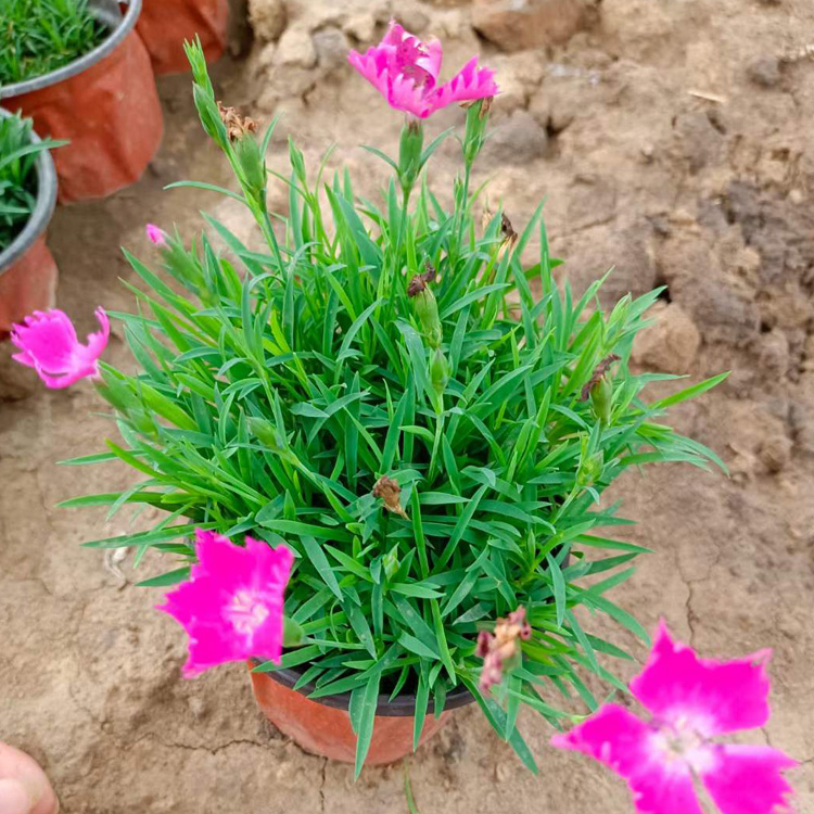 处理自己苗圃欧石竹  基地种植欧石竹 欧石竹出售