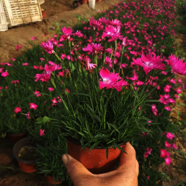 冷季型开花植物欧石竹价格  多年生花卉欧石竹 四季开花欧石竹 夏杰花卉