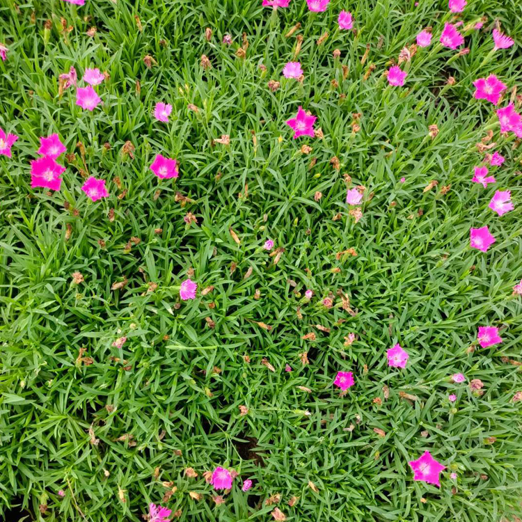 欧石竹价格 欧石竹出售 欧石竹种植基地