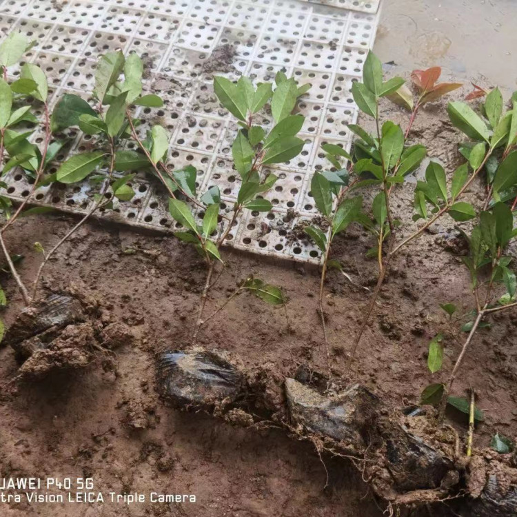 绿化用石楠苗   红叶石楠小苗价格    苗圃直发欢迎来电询价