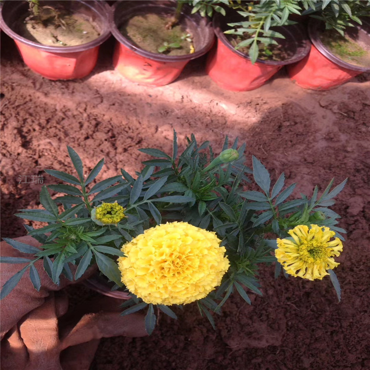 山东万寿菊采购供货 万寿菊质优价廉上车价 万寿菊花期长自然成型