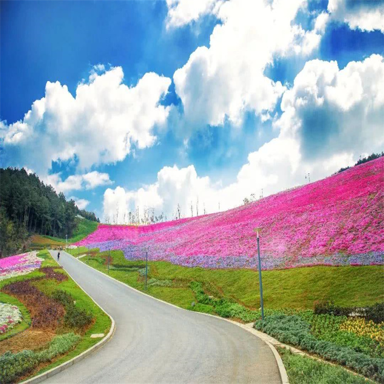 山东道路草花 道路时令草花基地 道路草花种植施工 江瑞园艺