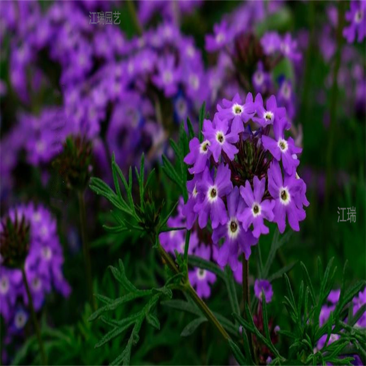 青州草花美女樱基地 草花美女樱供应商现货 欢迎询价江瑞园艺