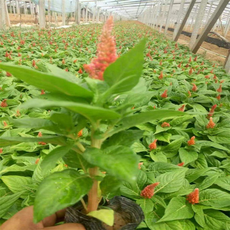 青州草花一支笔售卖 草花一支笔供应商现货 草花一支笔组摆系列花卉