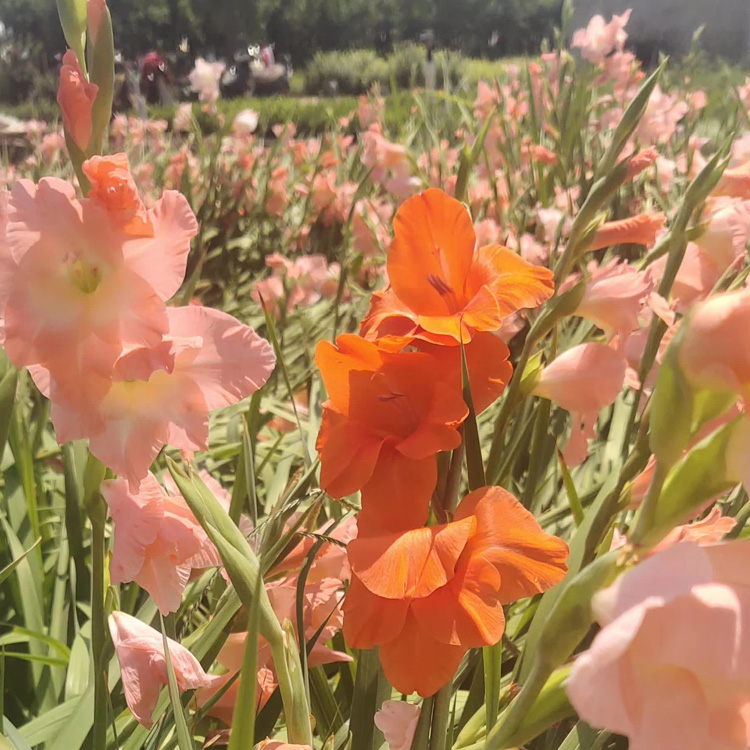 唐菖蒲价格 唐菖蒲批发价格 唐菖蒲出售 夏杰花卉