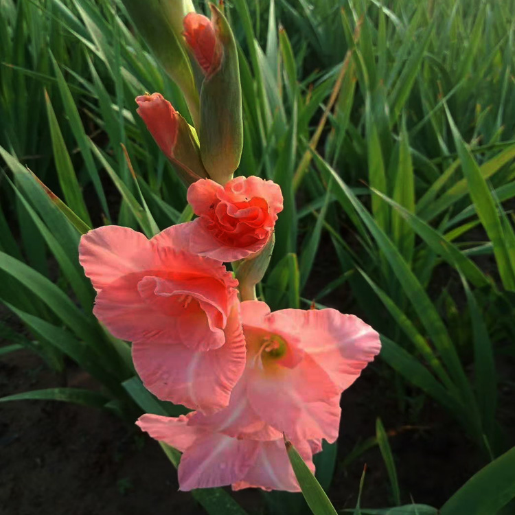 基地批发唐菖蒲   盆栽唐菖蒲出售 唐菖蒲种植厂家