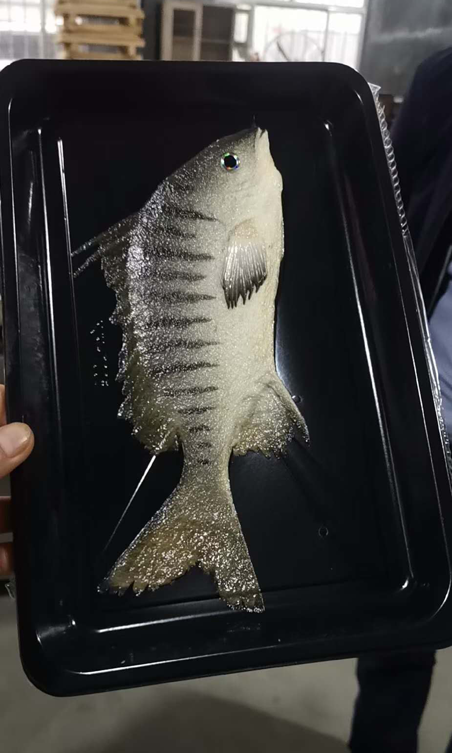 冰鲜鱼真空贴体皮肤包装盒 海鲜产品贴体包装 真空贴体皮肤包装膜  厂家定制